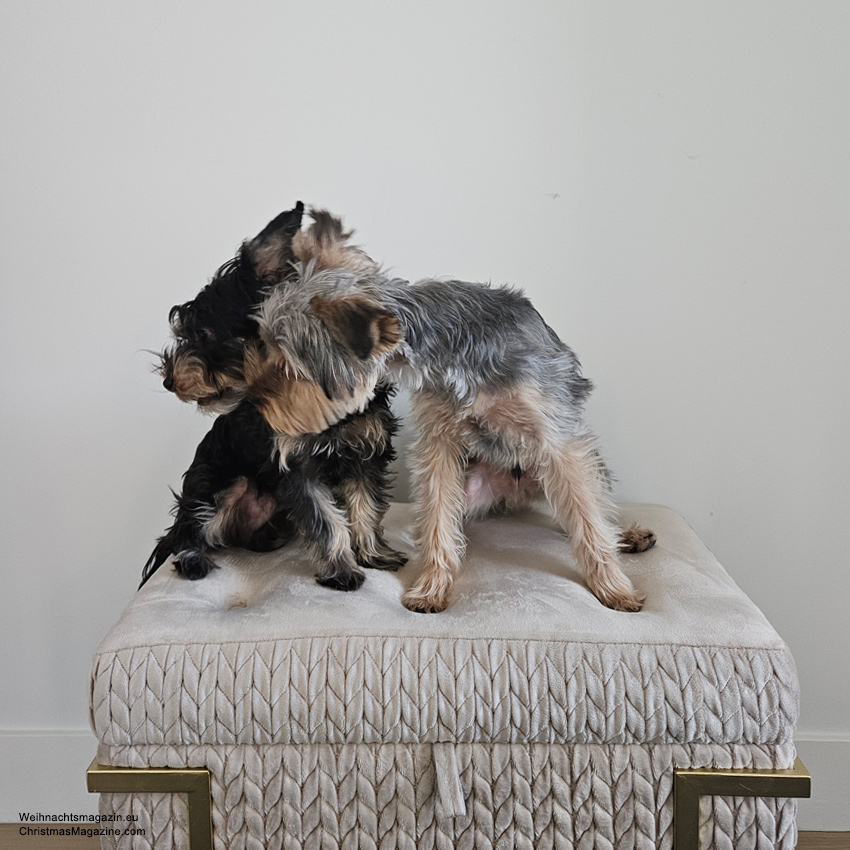 brothers Bruno and Liam, Yorkshire Terriers