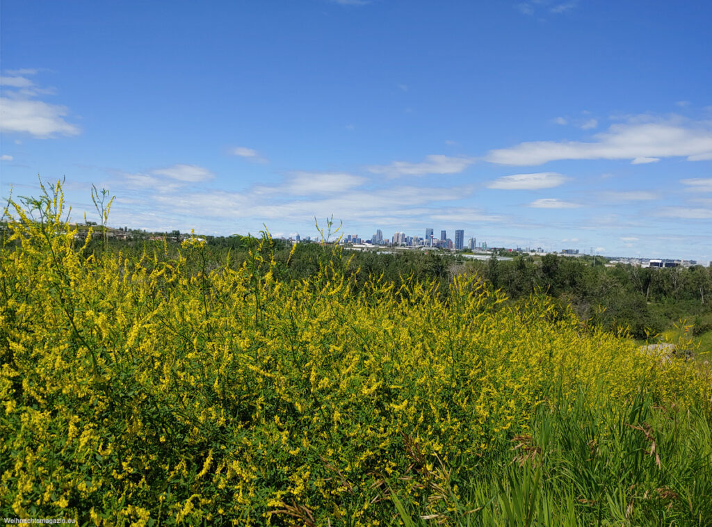 downtown Calgary in the far distance