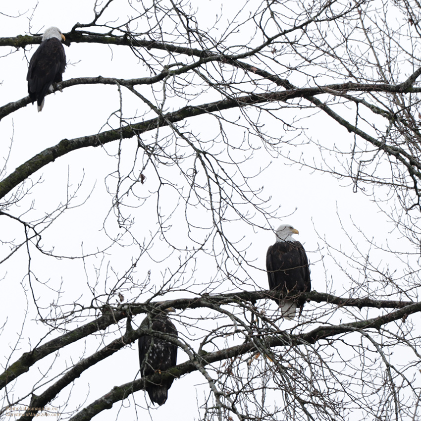 bald eagles, Harrison Mills, British Columbia