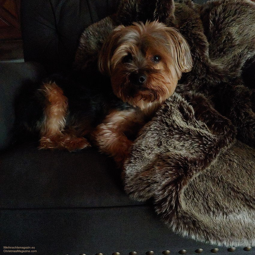 yorkie enjoying the time, Sandpiper Resort, Harrison Mills, British Columbia