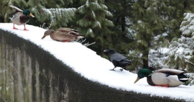 birds in Stanley Park, Vancouver