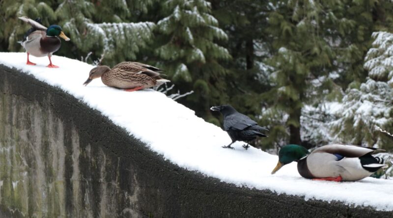 birds in Stanley Park, Vancouver